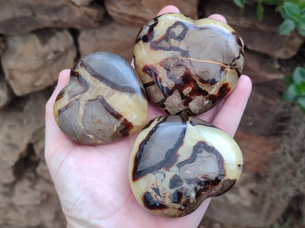 Polished Fossilized Septerye Hearts x 6 From Mahajanga, Madagascar