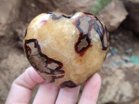 Polished Fossilized Septerye Hearts x 6 From Mahajanga, Madagascar