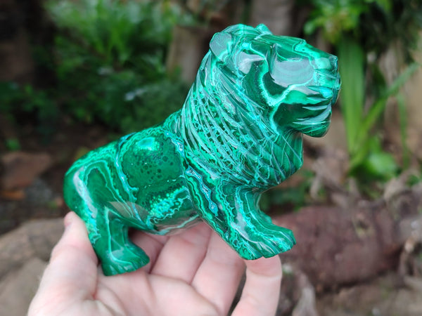 Polished Malacolla Lion Carving x 1 From Kalukundi Mine, Congo