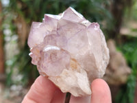 Natural Cactus Flower Sunburst Spirit Amethyst Clusters x 12 From Boekenhouthoek, South Africa