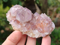 Natural Cactus Flower Sunburst Spirit Amethyst Clusters x 12 From Boekenhouthoek, South Africa
