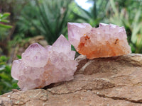 Natural Cactus Flower Sunburst Spirit Amethyst Clusters x 12 From Boekenhouthoek, South Africa