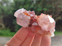 Natural Cactus Flower Sunburst Spirit Amethyst Clusters x 12 From Boekenhouthoek, South Africa
