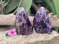 Polished Chevron Amethyst Standing Free Forms x 2 From Zambia