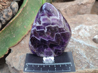 Polished Chevron Amethyst Standing Free Forms x 2 From Zambia