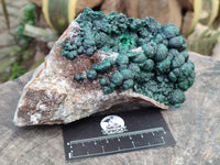 Natural Botryoidal Ball Malachite On Dolomite Matrix Specimen x 1 From Kambove, Congo