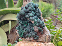 Natural Botryoidal Ball Malachite On Dolomite Matrix Specimen x 1 From Kambove, Congo