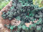 Natural Botryoidal Ball Malachite On Dolomite Matrix Specimen x 1 From Kambove, Congo - Toprock Gemstones and Minerals 