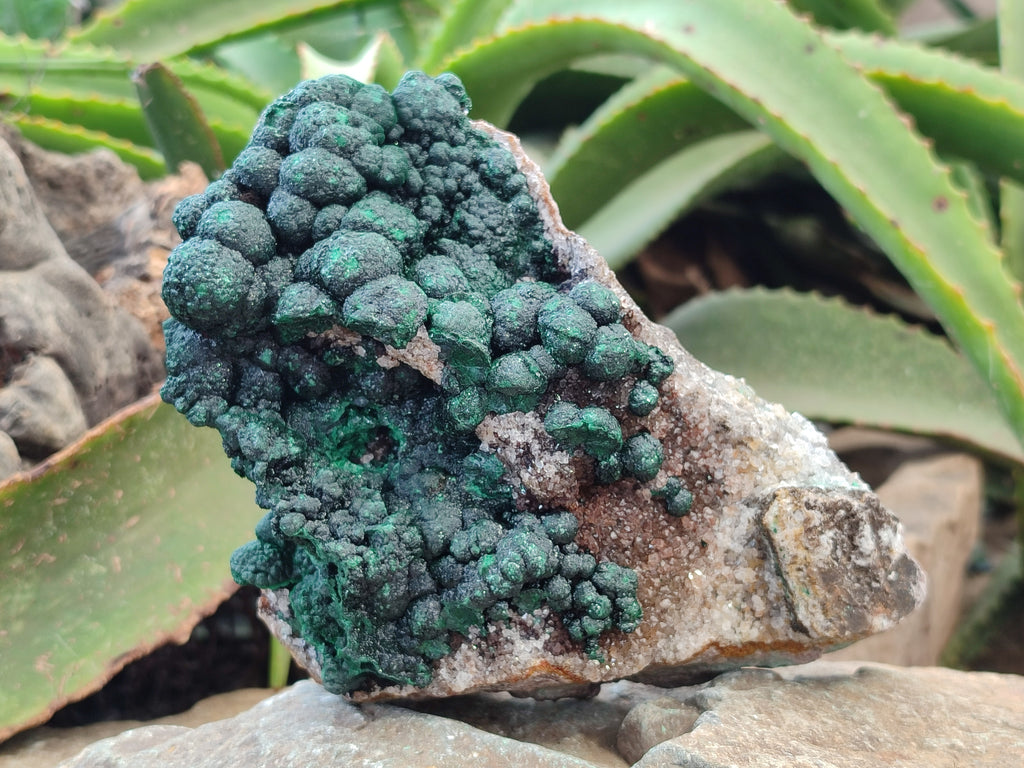 Natural Botryoidal Ball Malachite On Dolomite Matrix Specimen x 1 From Kambove, Congo - Toprock Gemstones and Minerals 