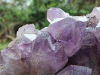 Natural Jacaranda Amethyst Quartz Cluster x 1 From Mumbwa, Zambia