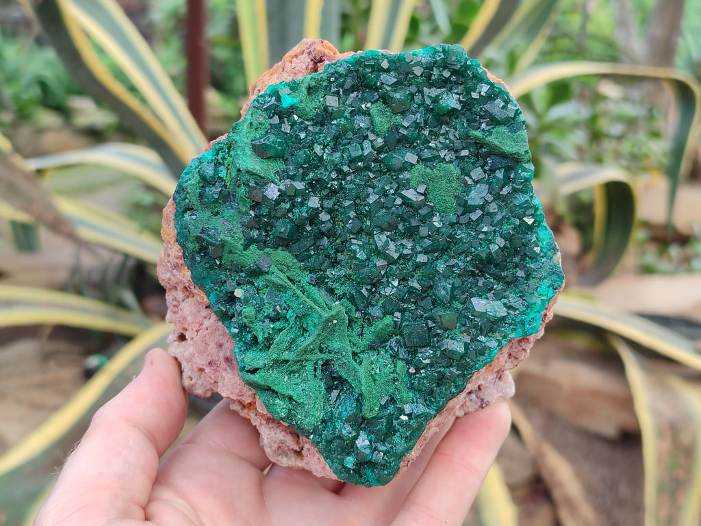 Natural Dioptase and Malachite On Dolomite Specimen x 1 From Likasi, Congo - Toprock Gemstones and Minerals 
