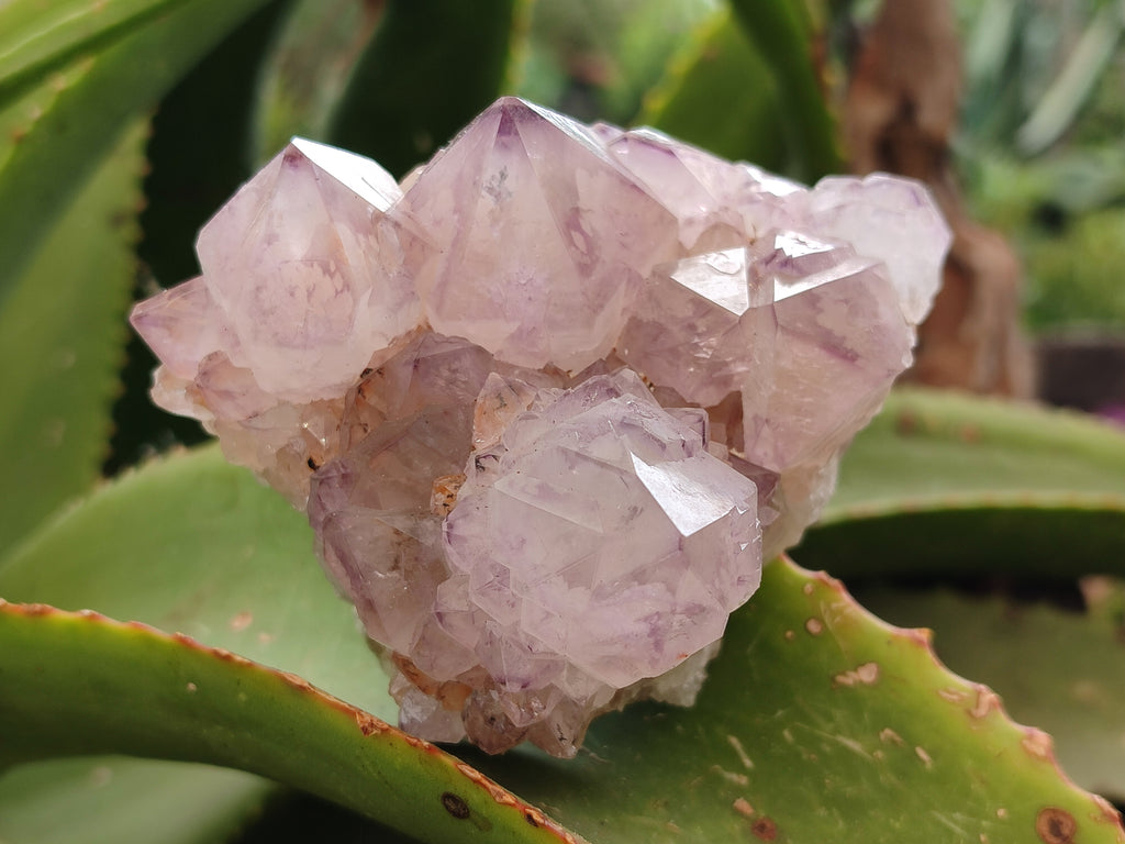 Natural Dark Ametrine Spirit Quartz Clusters x 4 From Boekenhouthoek, South Africa - Toprock Gemstones and Minerals 