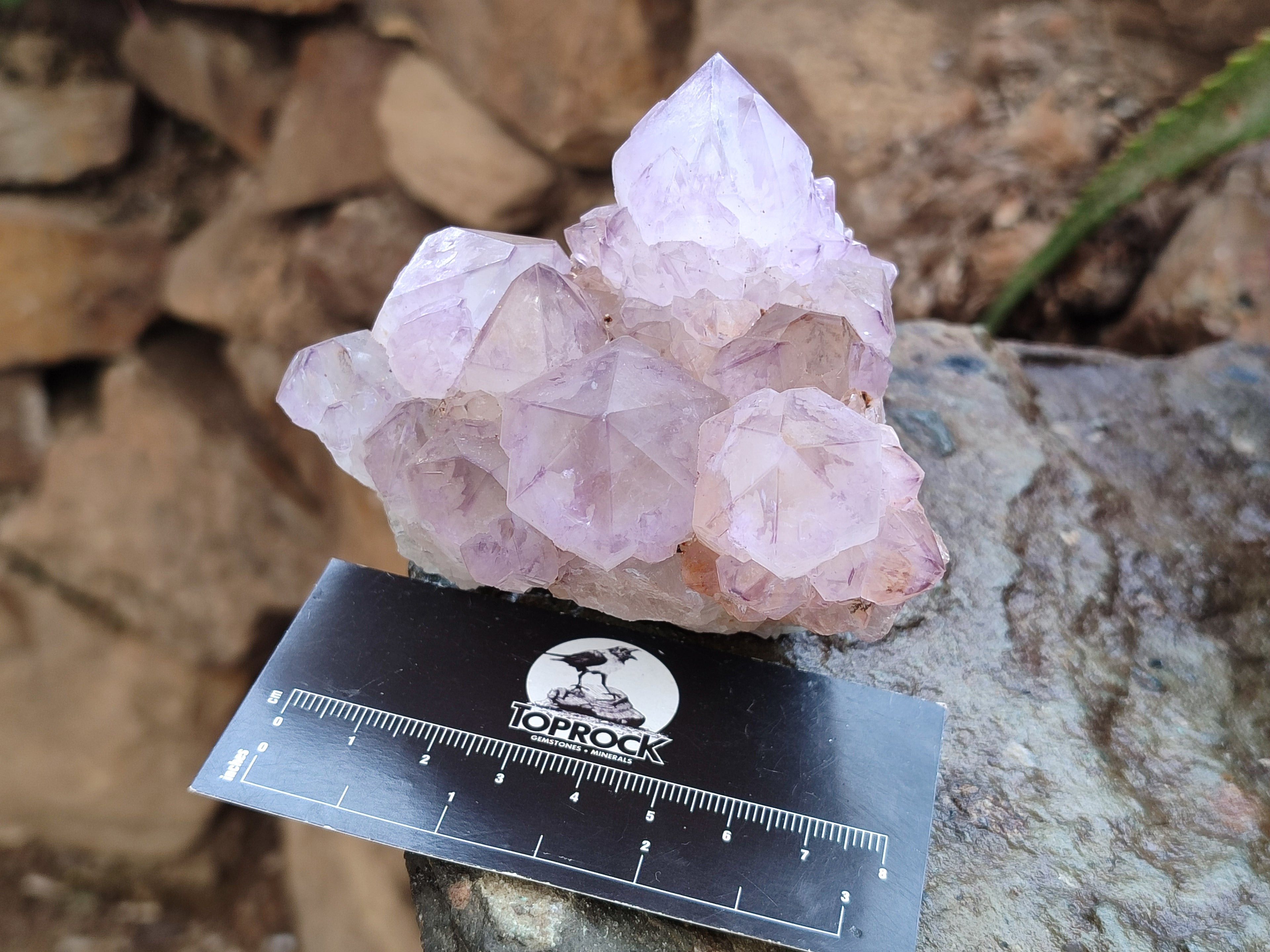 Natural Dark Ametrine Spirit Quartz Clusters x 4 From Boekenhouthoek, South Africa - Toprock Gemstones and Minerals 