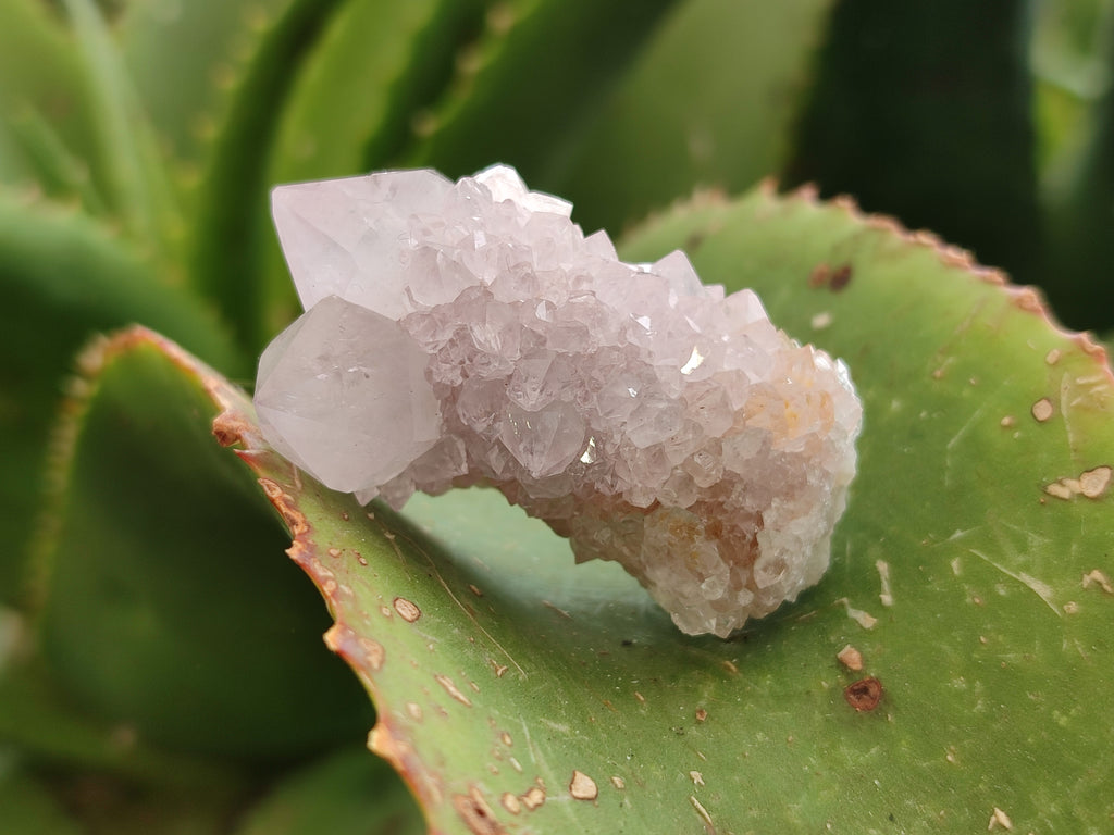Natural Ametrine Spirit Quartz Crystals x 35 From Boekenhouthoek, South Africa - Toprock Gemstones and Minerals 