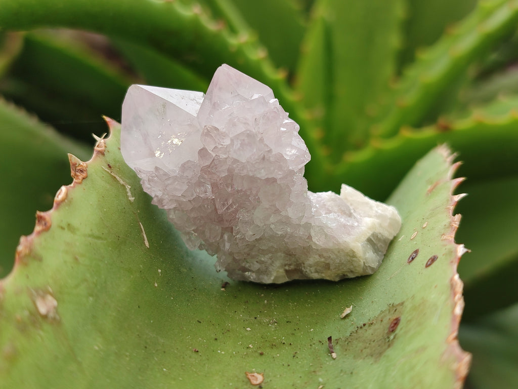 Natural Ametrine Spirit Quartz Crystals x 35 From Boekenhouthoek, South Africa - Toprock Gemstones and Minerals 