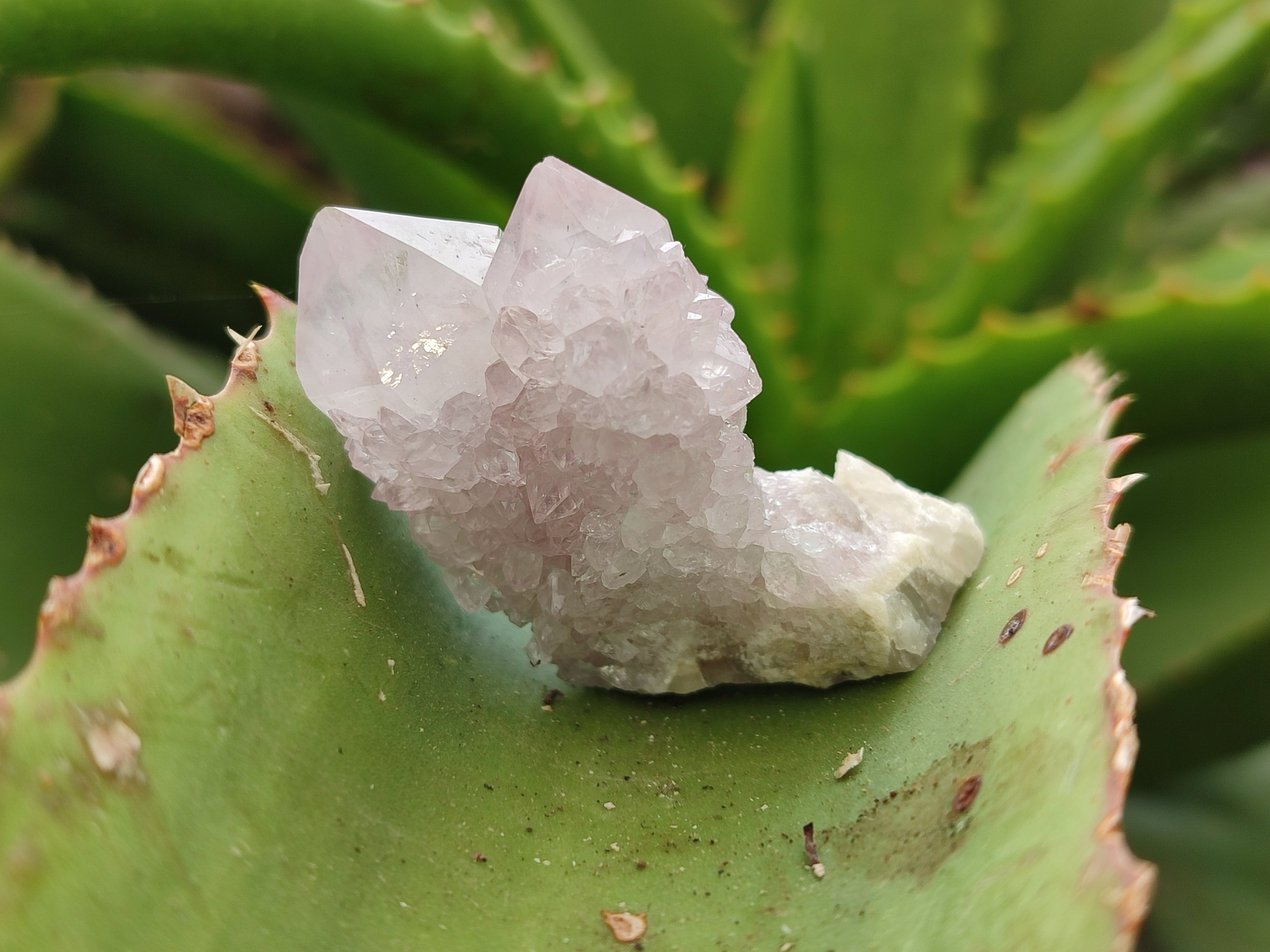 Natural Ametrine Spirit Quartz Crystals x 35 From Boekenhouthoek, South Africa - Toprock Gemstones and Minerals 