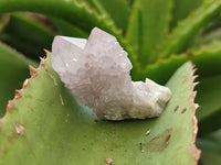 Natural Ametrine Spirit Quartz Crystals x 35 From Boekenhouthoek, South Africa