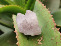 Natural Ametrine Spirit Quartz Crystals x 35 From Boekenhouthoek, South Africa