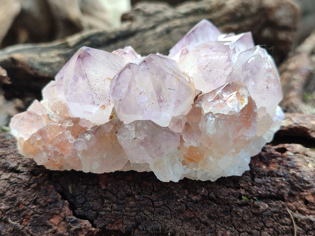 Natural Amethyst Spirit Quartz Clusters x 6 From Boekenhouthoek, South Africa - Toprock Gemstones and Minerals 