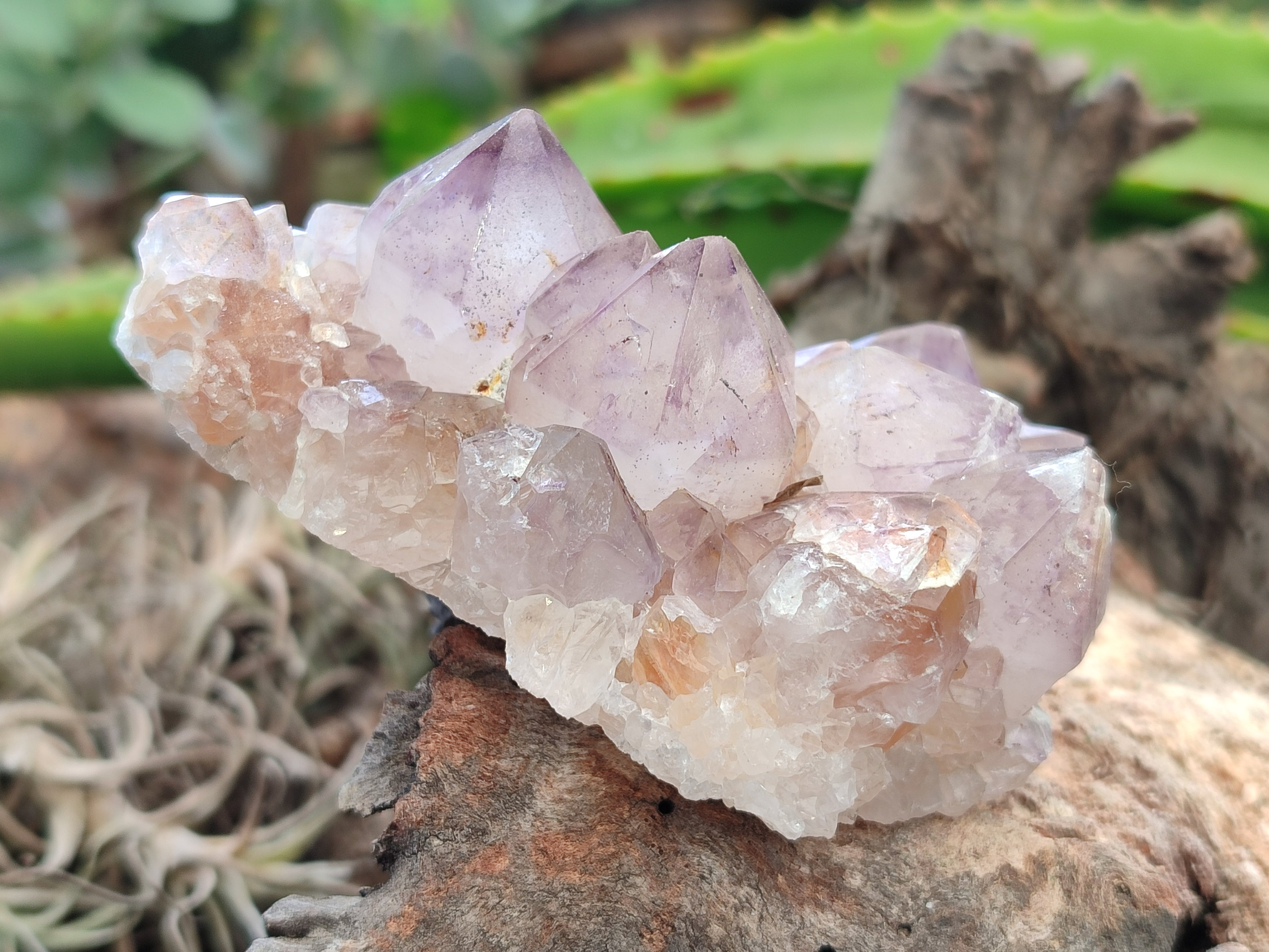Natural Amethyst Spirit Quartz Clusters x 6 From Boekenhouthoek, South Africa - Toprock Gemstones and Minerals 