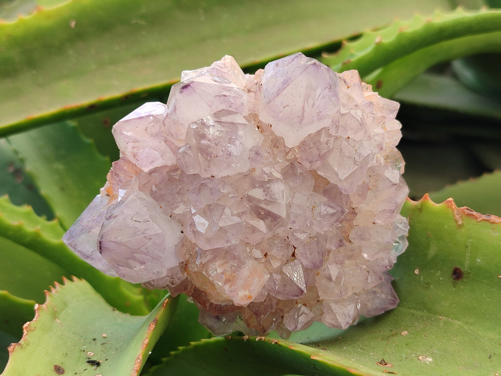 Natural Amethyst Spirit Quartz Clusters x 6 From Boekenhouthoek, South Africa - Toprock Gemstones and Minerals 
