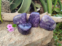 Polished Lepidolite Standing Free Forms x 4 From Zimbabwe