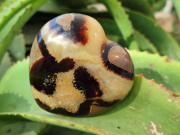 Polished Septerye Hearts x 6 From Mahajanga, Madagascar