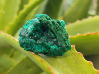 Natural Dioptase with Silky Malachite On Dolomite Specimens x 6 From Likasi, Congo