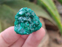 Natural Dioptase with Silky Malachite On Dolomite Specimens x 6 From Likasi, Congo