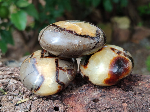Polished Septerye Palm Stones x 24 From Mahajanga, Madagascar