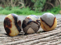 Polished Septerye Palm Stones x 24 From Mahajanga, Madagascar