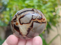 Polished Septerye Palm Stones x 24 From Mahajanga, Madagascar