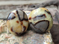 Polished Septerye Palm Stones x 24 From Mahajanga, Madagascar