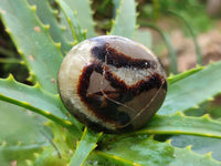 Polished Septerye Palm Stones x 24 From Mahajanga, Madagascar