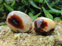 Polished Septerye Palm Stones x 24 From Mahajanga, Madagascar