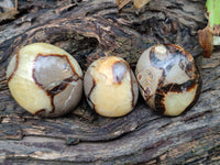 Polished Septerye Palm Stones x 24 From Mahajanga, Madagascar