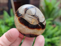 Polished Septerye Palm Stones x 24 From Mahajanga, Madagascar