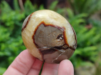 Polished Septerye Palm Stones x 24 From Mahajanga, Madagascar