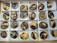 Polished Septerye Palm Stones x 24 From Mahajanga, Madagascar