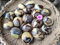 Polished Septerye Palm Stones x 24 From Mahajanga, Madagascar