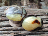 Polished Septerye Palm Stones x 24 From Mahajanga, Madagascar
