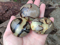 Polished Septerye Palm Stones x 24 From Mahajanga, Madagascar