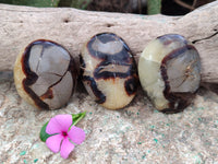 Polished Septerye Palm Stones x 24 From Mahajanga, Madagascar