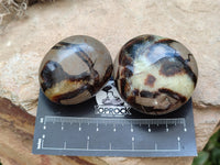 Polished Septerye Palm Stones x 24 From Mahajanga, Madagascar