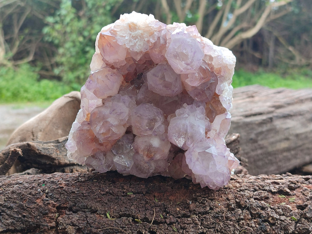 Natural Dark Ametrine Cactus Spirit Quartz Clusters x 2 From South Africa - Toprock Gemstones and Minerals 