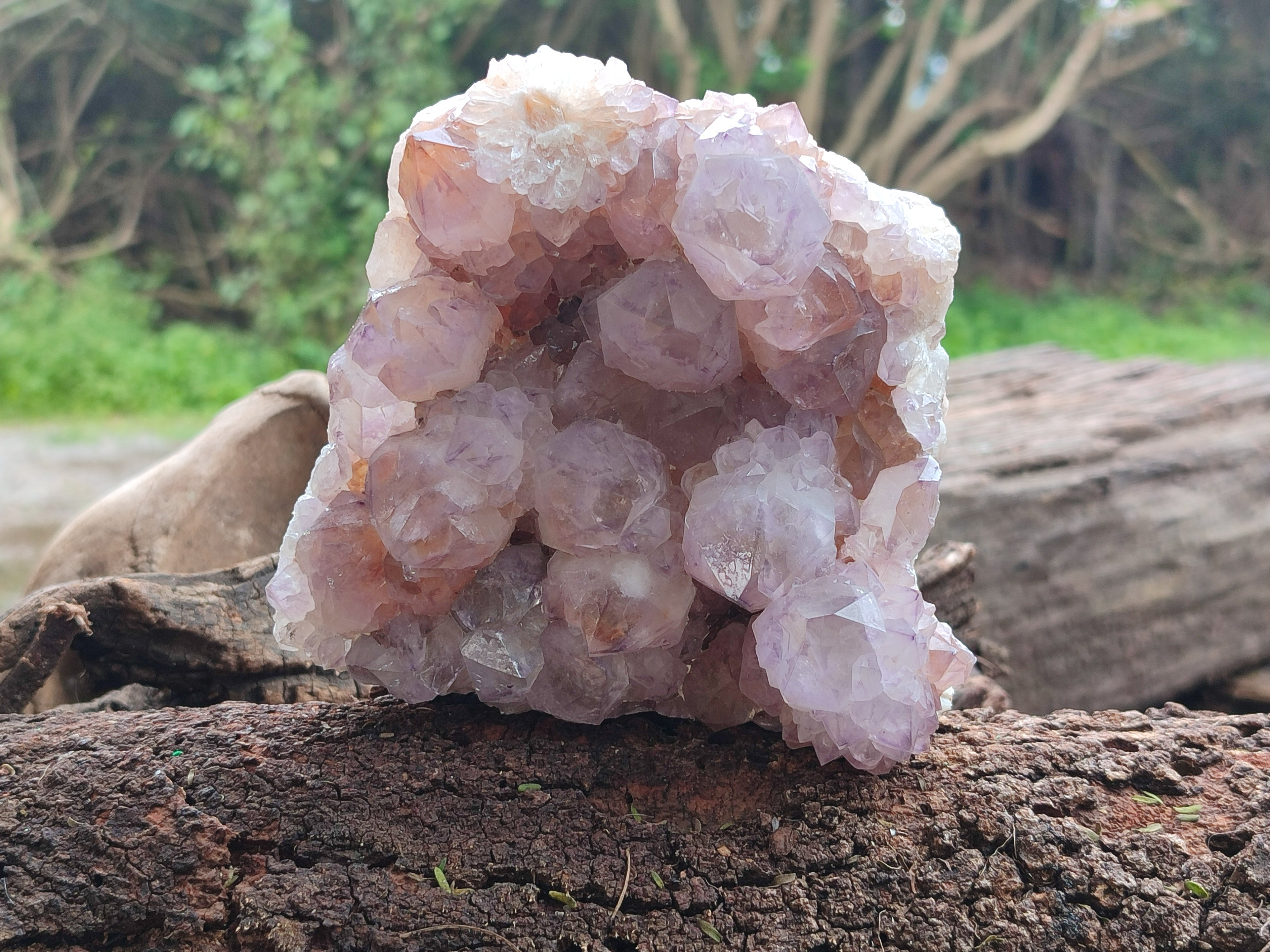 Natural Dark Ametrine Cactus Spirit Quartz Clusters x 2 From South Africa - Toprock Gemstones and Minerals 