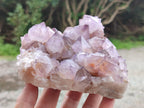 Natural Dark Ametrine Cactus Spirit Quartz Clusters x 2 From South Africa - Toprock Gemstones and Minerals 