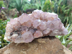Natural Dark Ametrine Cactus Spirit Quartz Clusters x 2 From South Africa - Toprock Gemstones and Minerals 