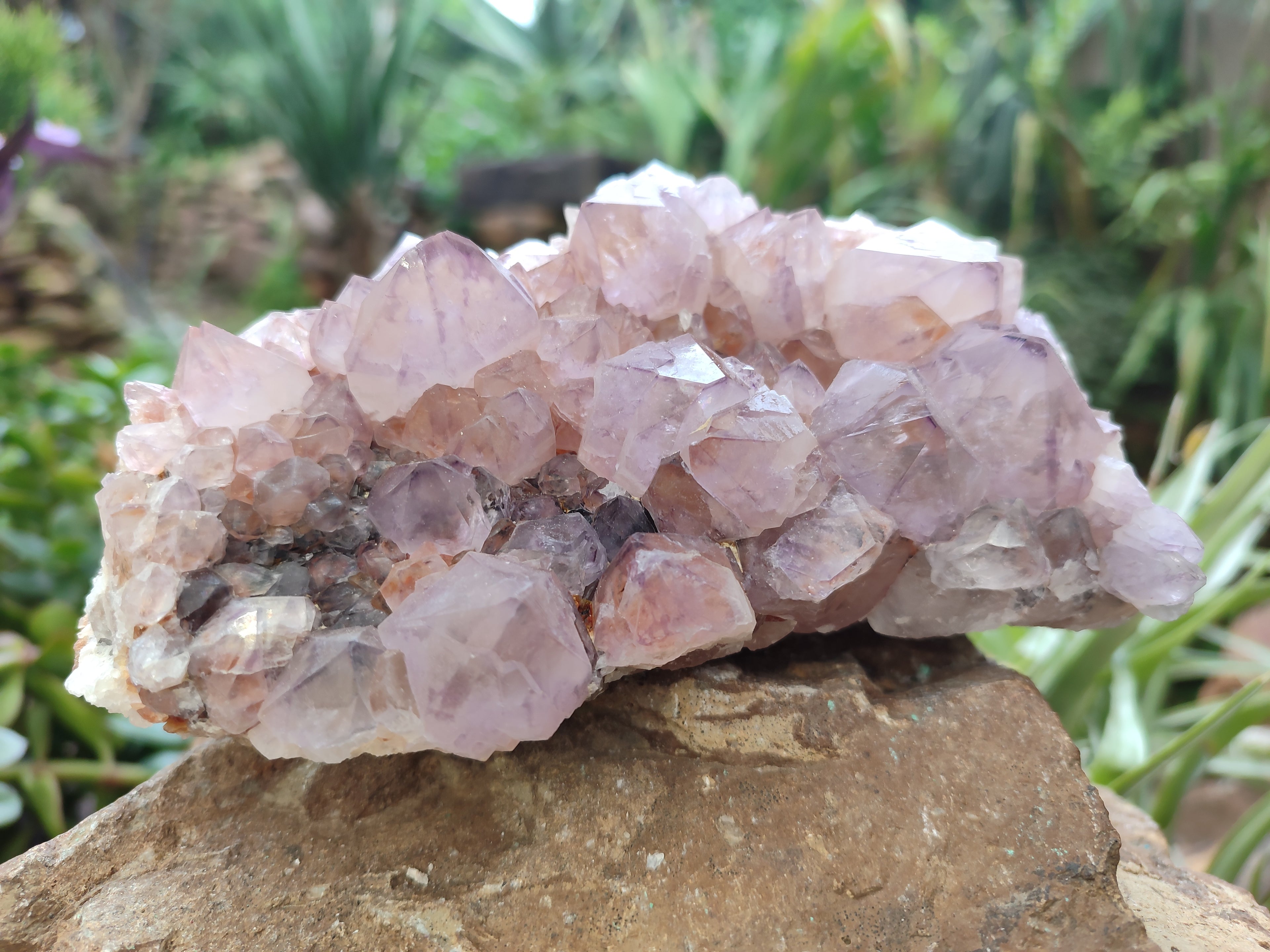 Natural Dark Ametrine Cactus Spirit Quartz Clusters x 2 From South Africa - Toprock Gemstones and Minerals 