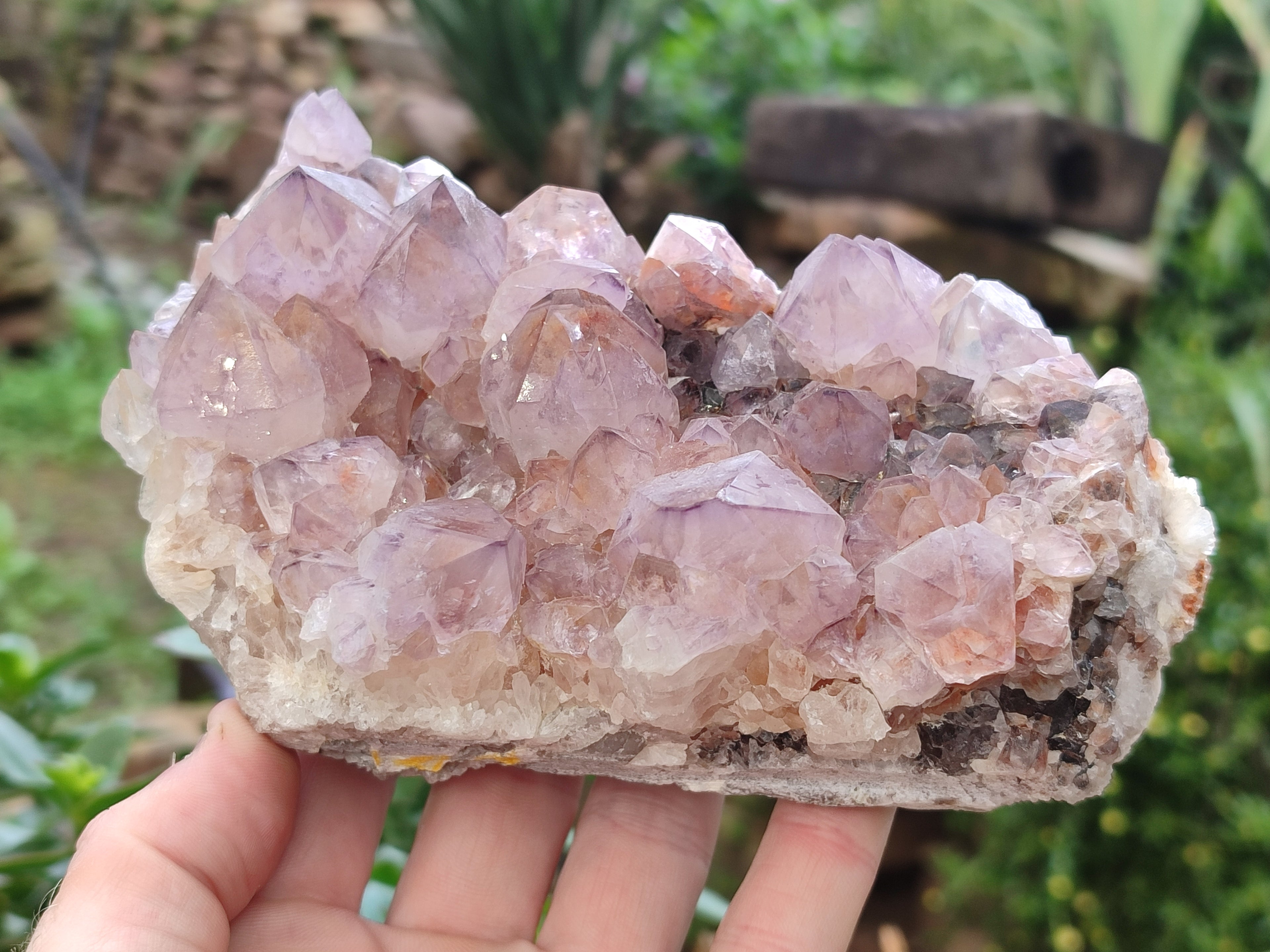 Natural Dark Ametrine Cactus Spirit Quartz Clusters x 2 From South Africa - Toprock Gemstones and Minerals 